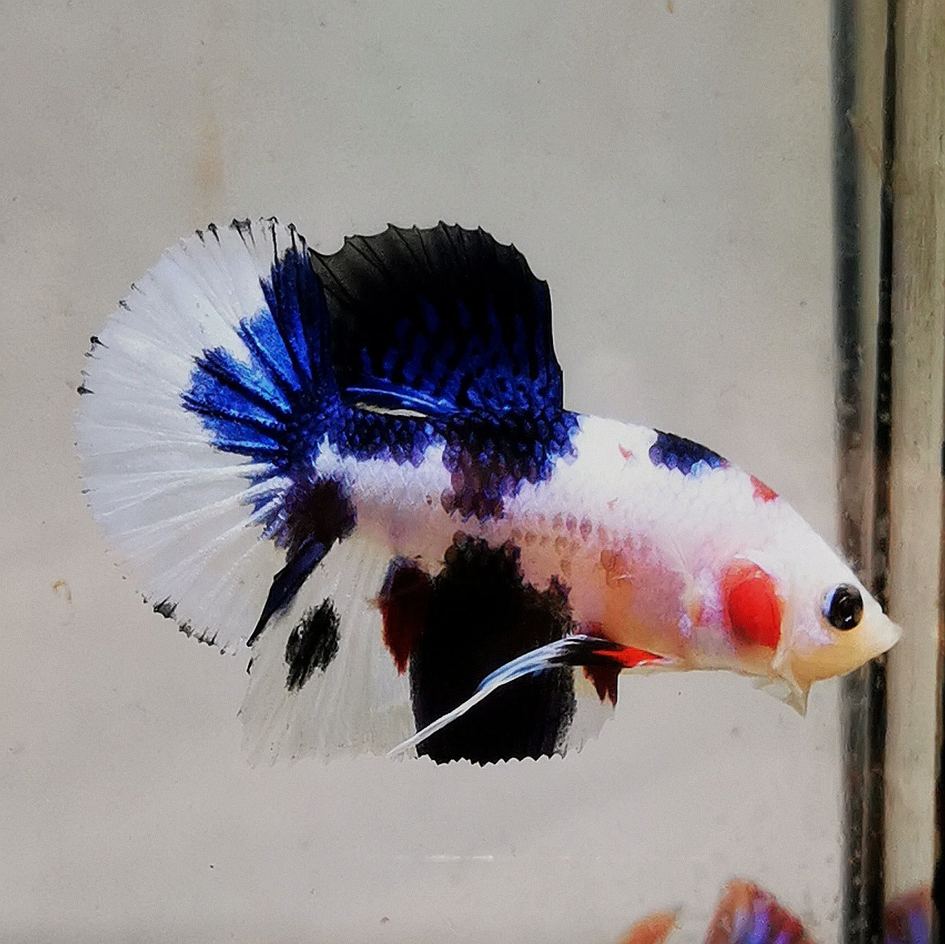 Premium Candy Multicolour Halfmoon Plakat #23