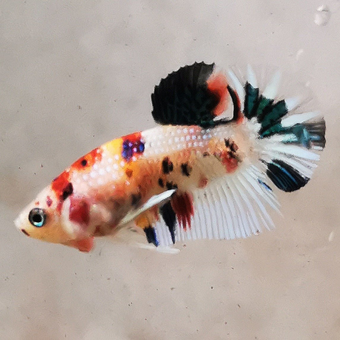 WhatsAppImage2026-01-19at00.10.05_42