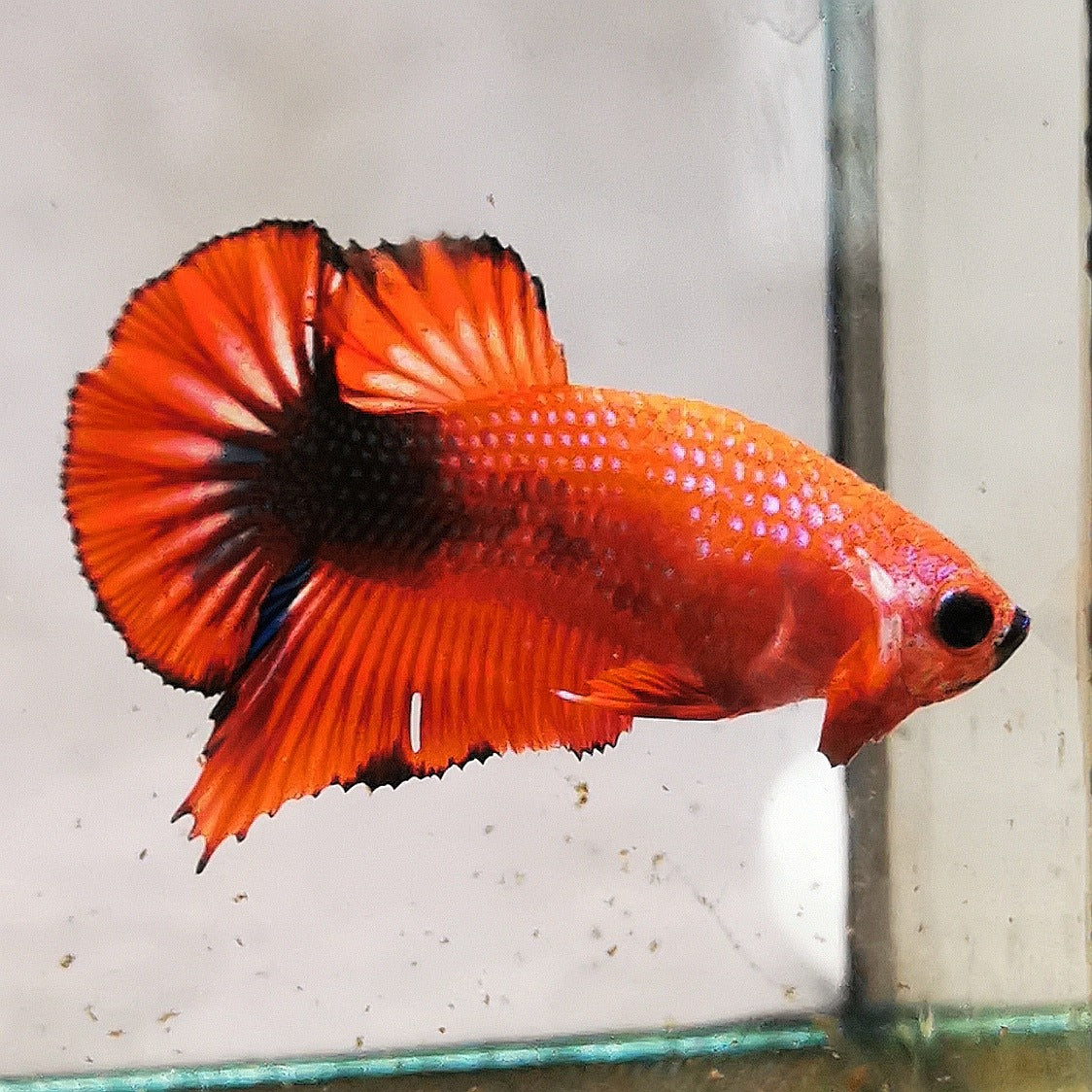 WhatsAppImage2026-01-19at00.10.05_45