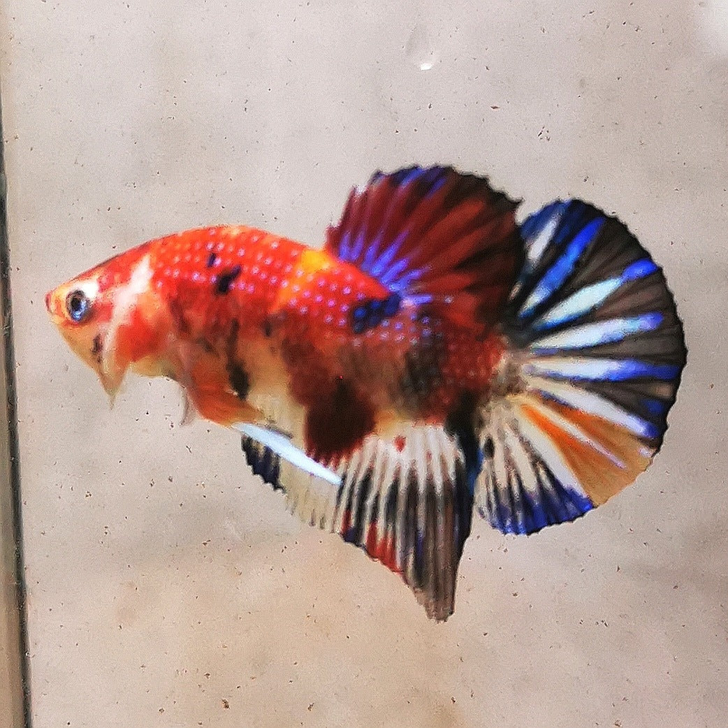 WhatsAppImage2026-01-19at00.10.05_48