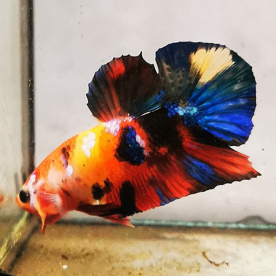 WhatsAppImage2026-01-19at00.10.05_49