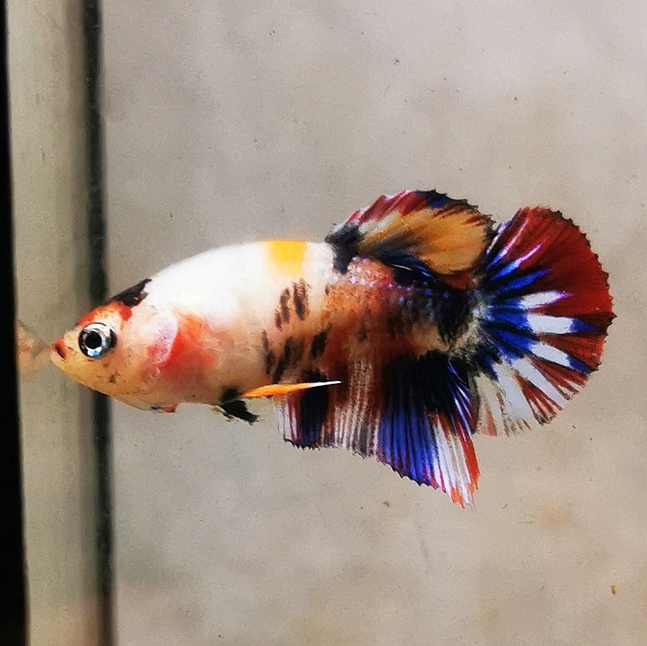 WhatsAppImage2026-01-19at00.10.05_51_45110e4d-1d90-40c5-b392-43ee76d59081