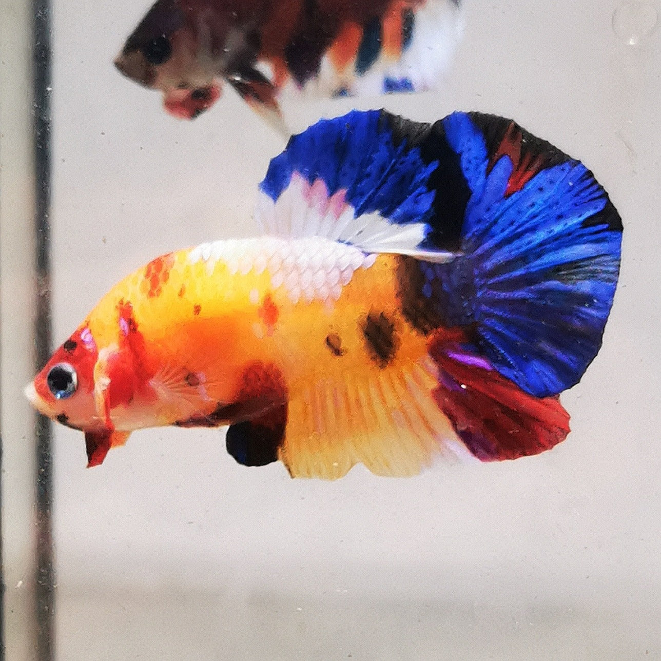 Premium Candy Multicolour Halfmoon Plakat #25