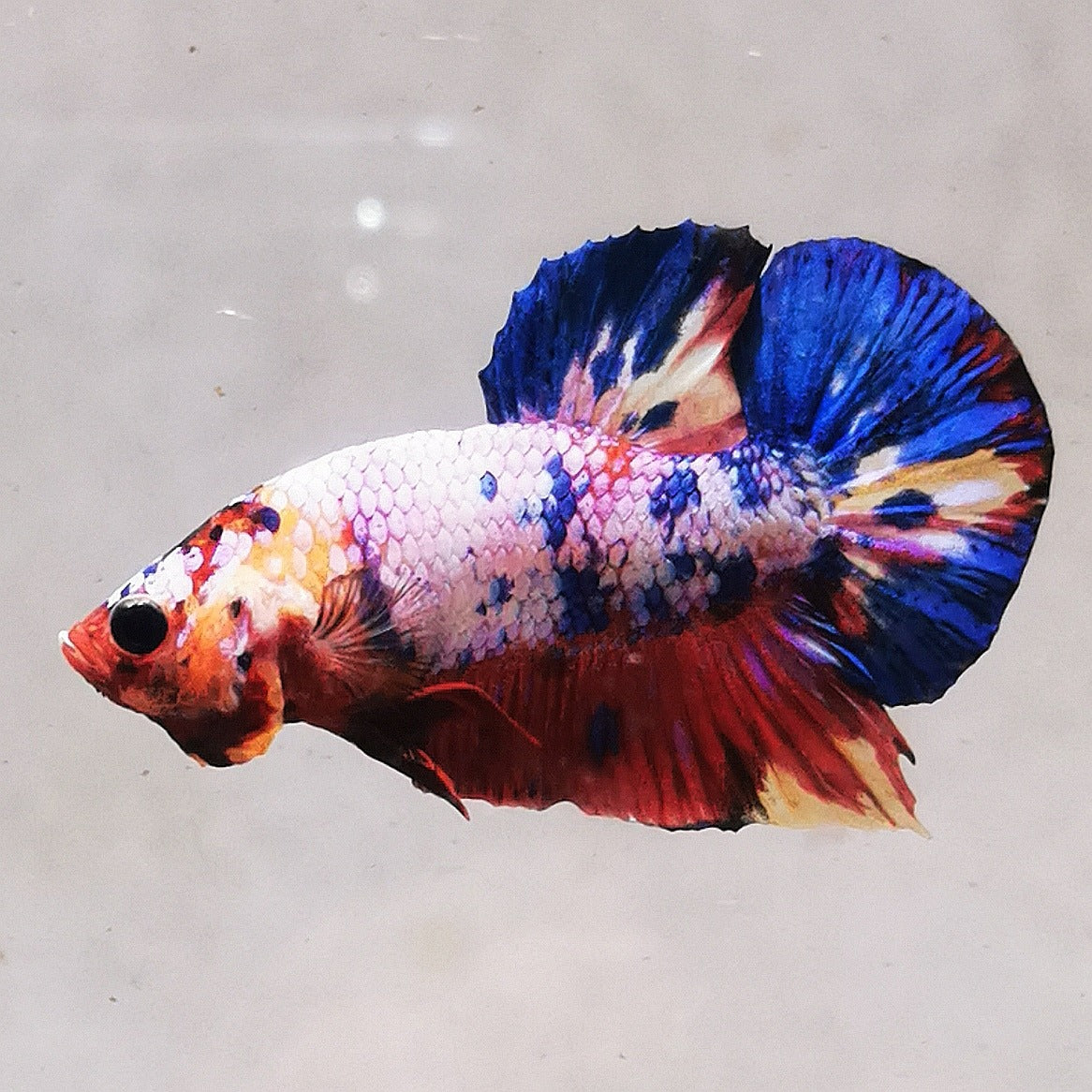 Premium Candy Multicolour Halfmoon Plakat #28