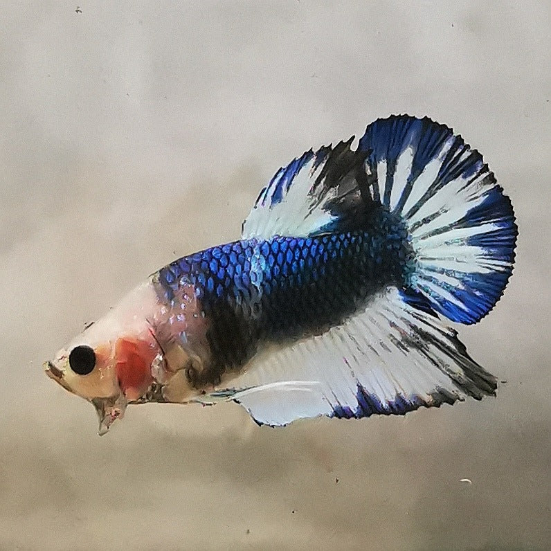 Premium Candy Multicolour Halfmoon Plakat #14