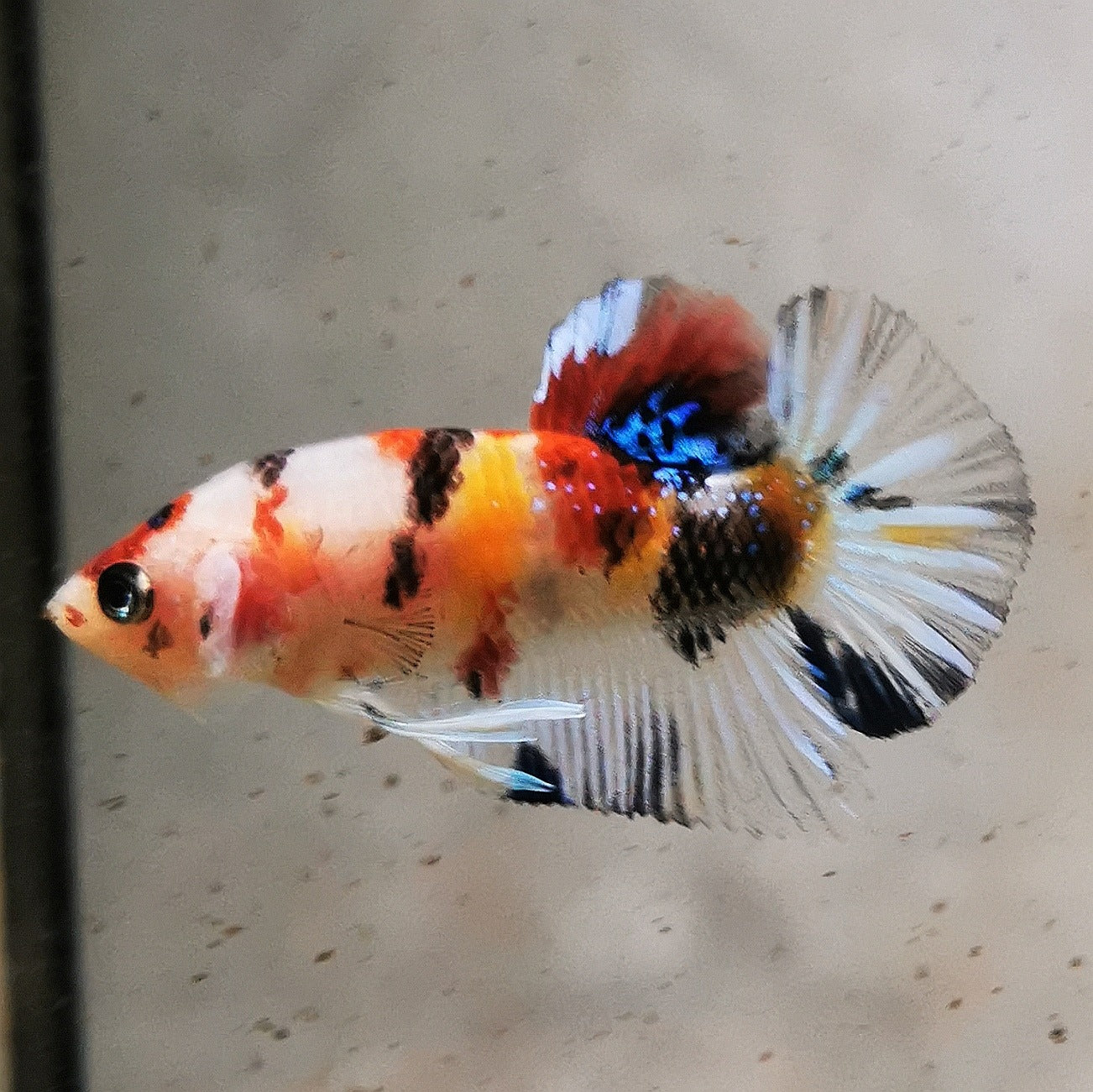 Premium Candy Multicolour Halfmoon Plakat #6