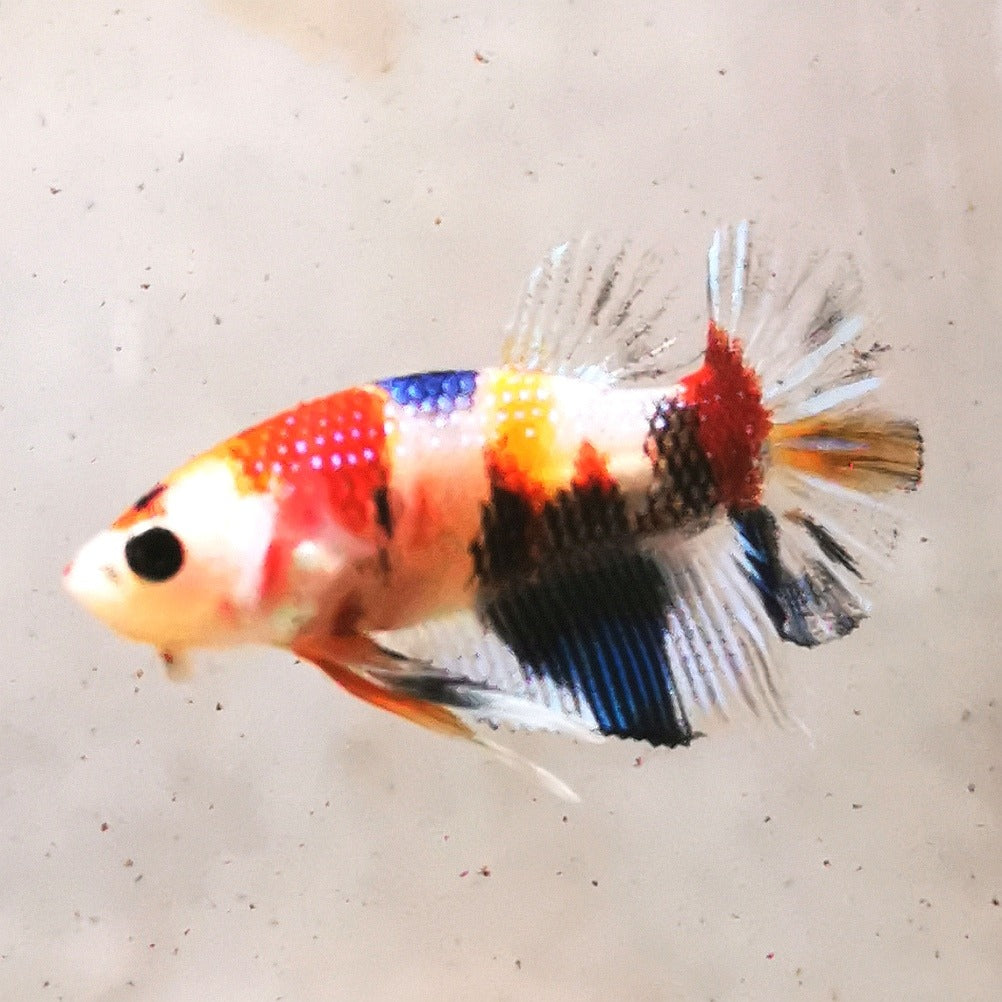 Premium Candy Multicolour Halfmoon Plakat #8