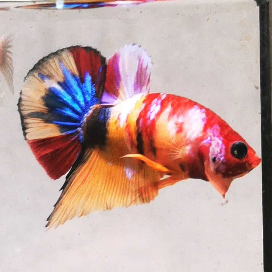 WhatsApp_Image_2026-01-19_at_00.10.05_17