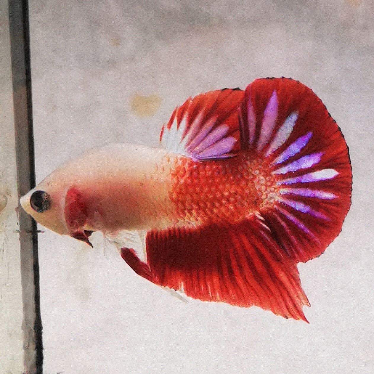 WhatsApp_Image_2026-01-19_at_00.10.05_20