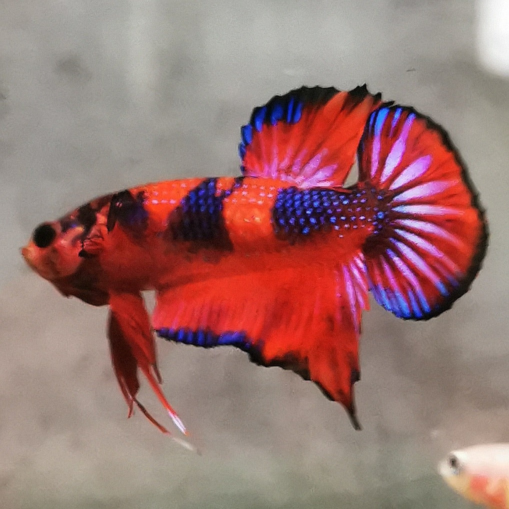 WhatsApp_Image_2026-01-19_at_00.10.05_22