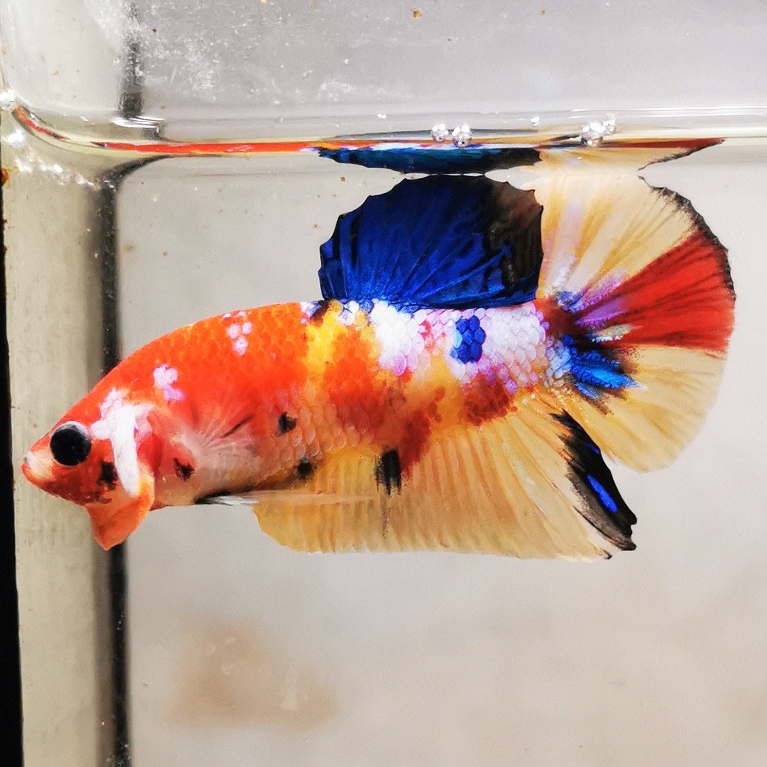 WhatsApp_Image_2026-01-19_at_00.10.05_44