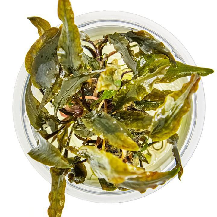 Cryptocoryne wendtii 'Mi Oya' 1-2-Grow