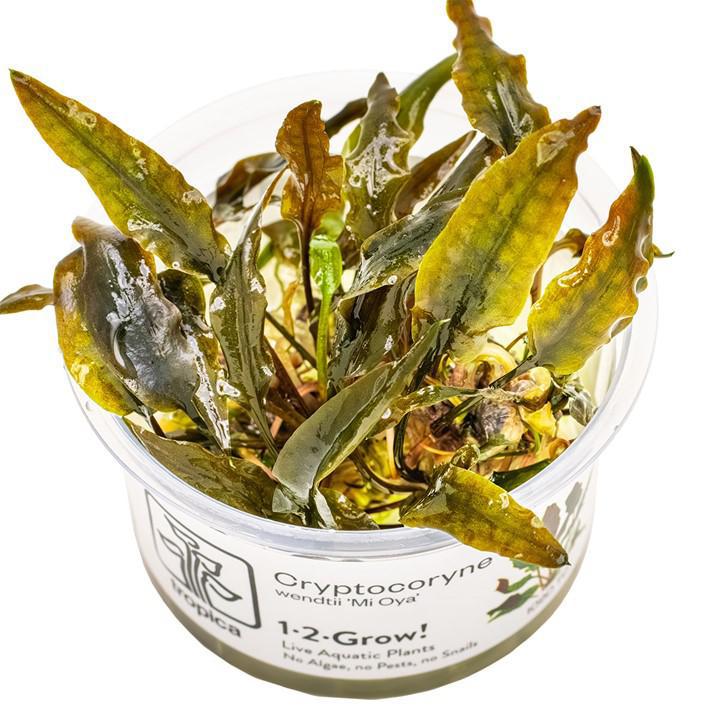 Cryptocoryne wendtii 'Mi Oya' 1-2-Grow