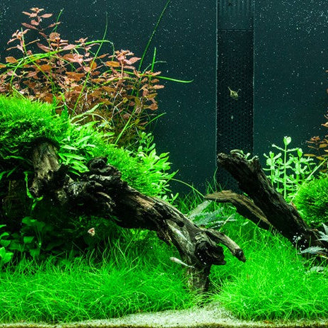 Eleocharis Parvula Pot