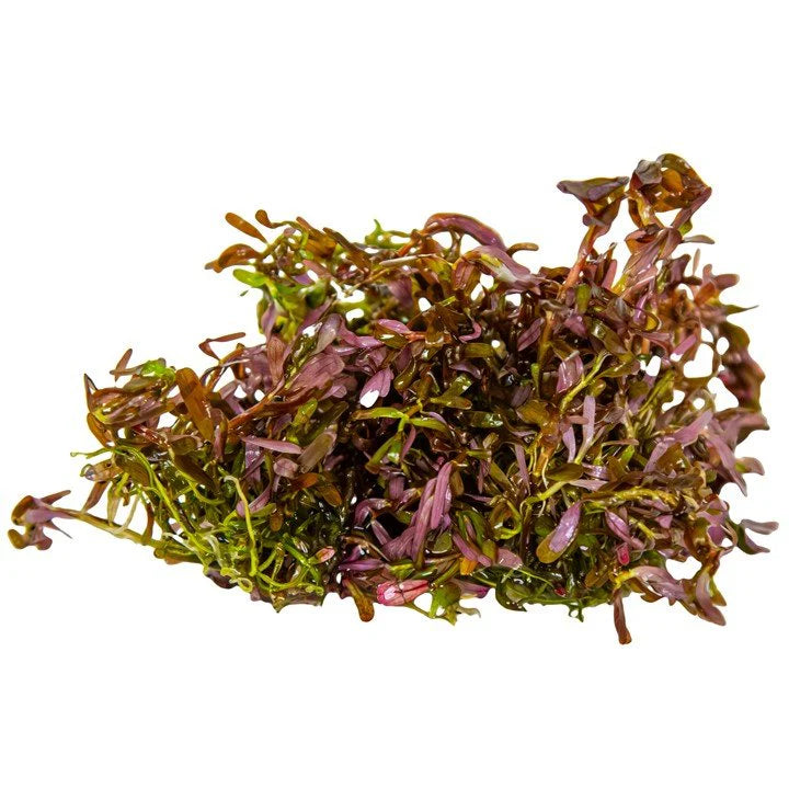 Rotala rotundifolia 'Blood red' 1-2 Grow