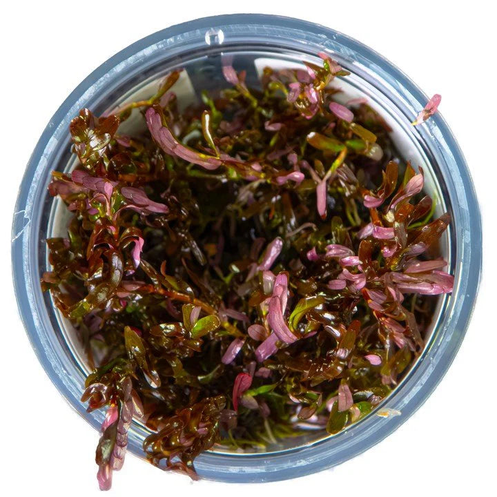 Rotala rotundifolia 'Blood red' 1-2 Grow