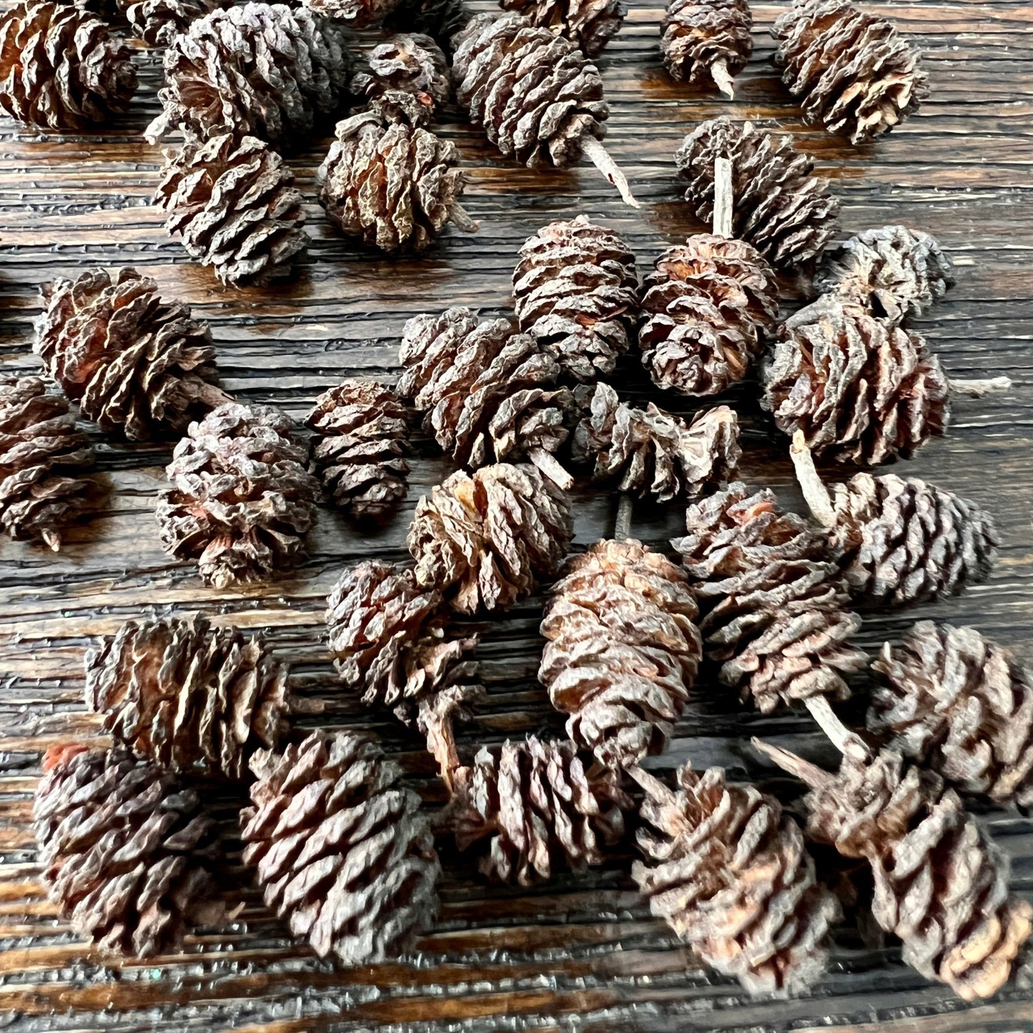 20pcs alder cones - Canada Guppies