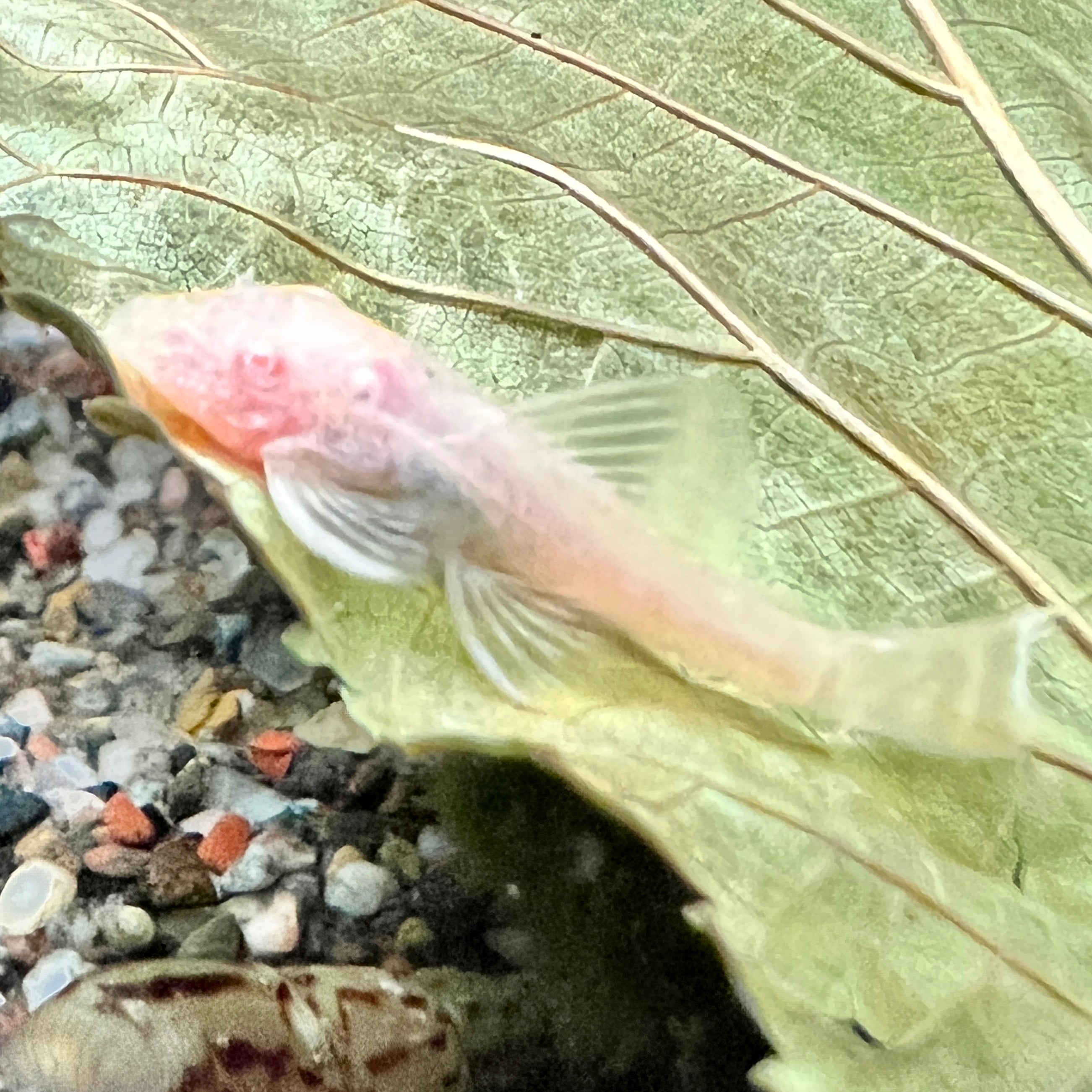 Albino Bristlenose Pleco - Canada Guppies