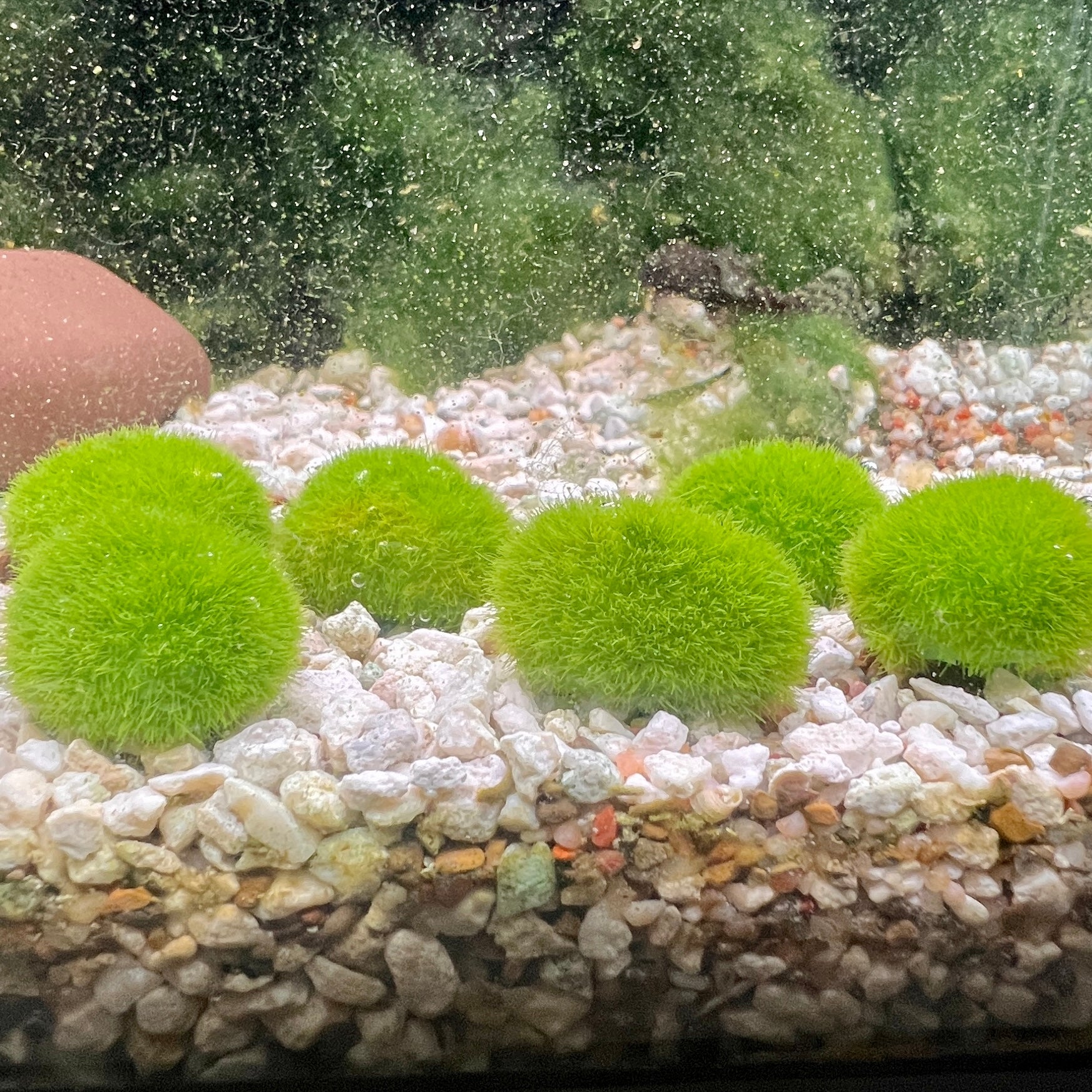 Artificial Moss Ball Weighted - Canada Guppies