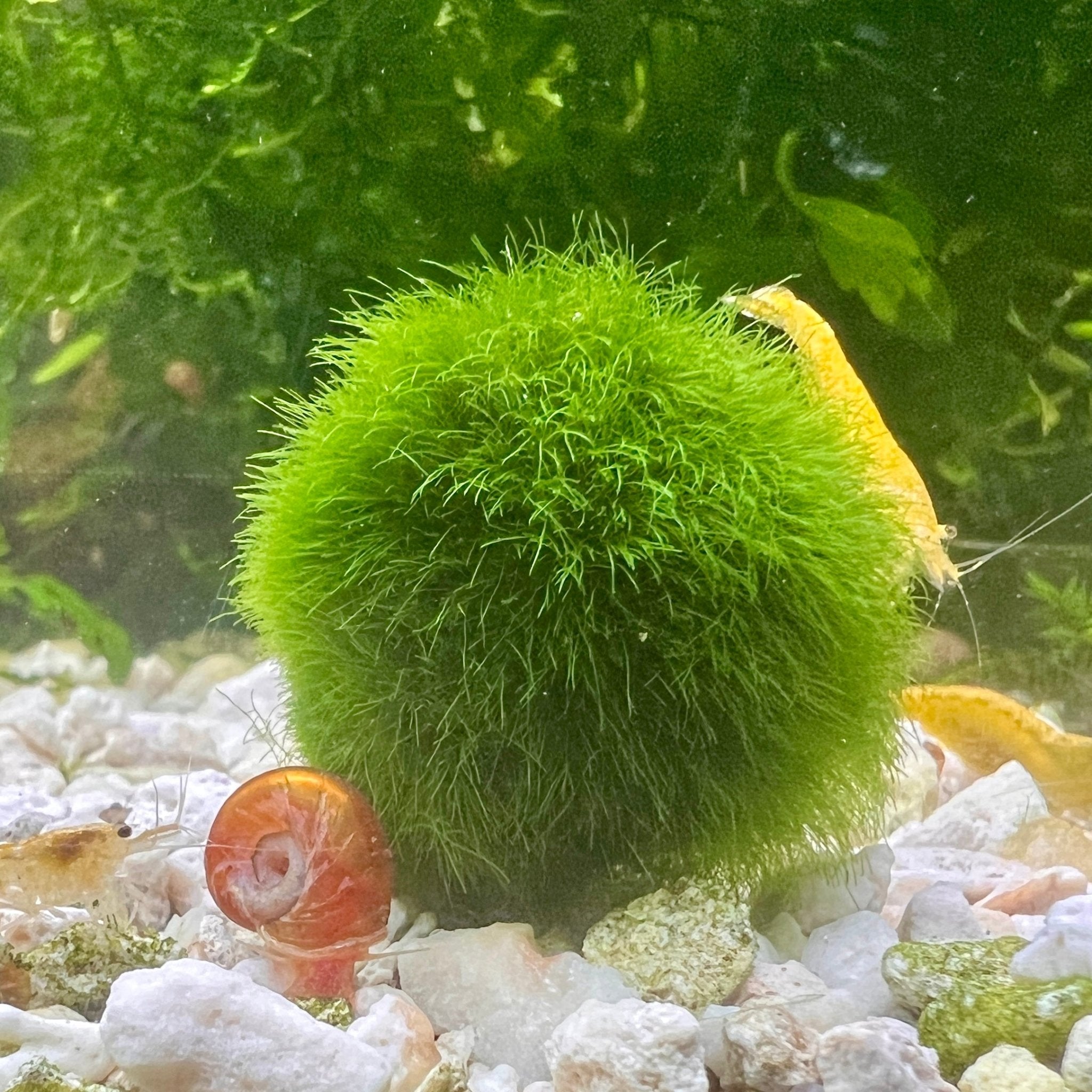 Marimo Moss Ball - Canada Guppies