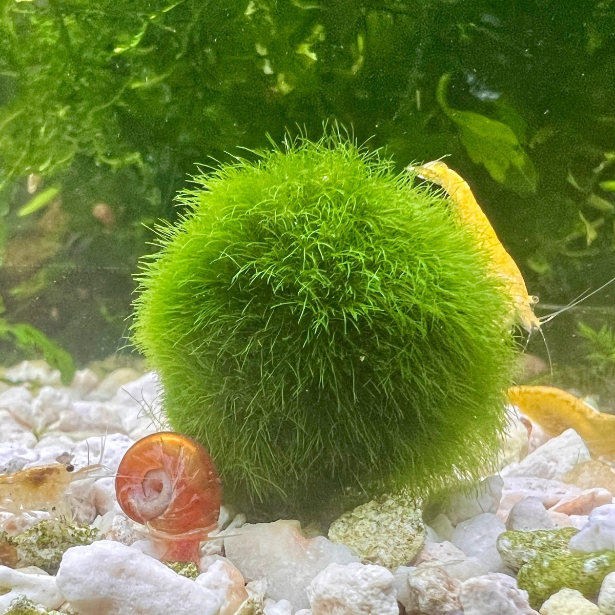 Marimo Moss Ball Marimo Moss Ball