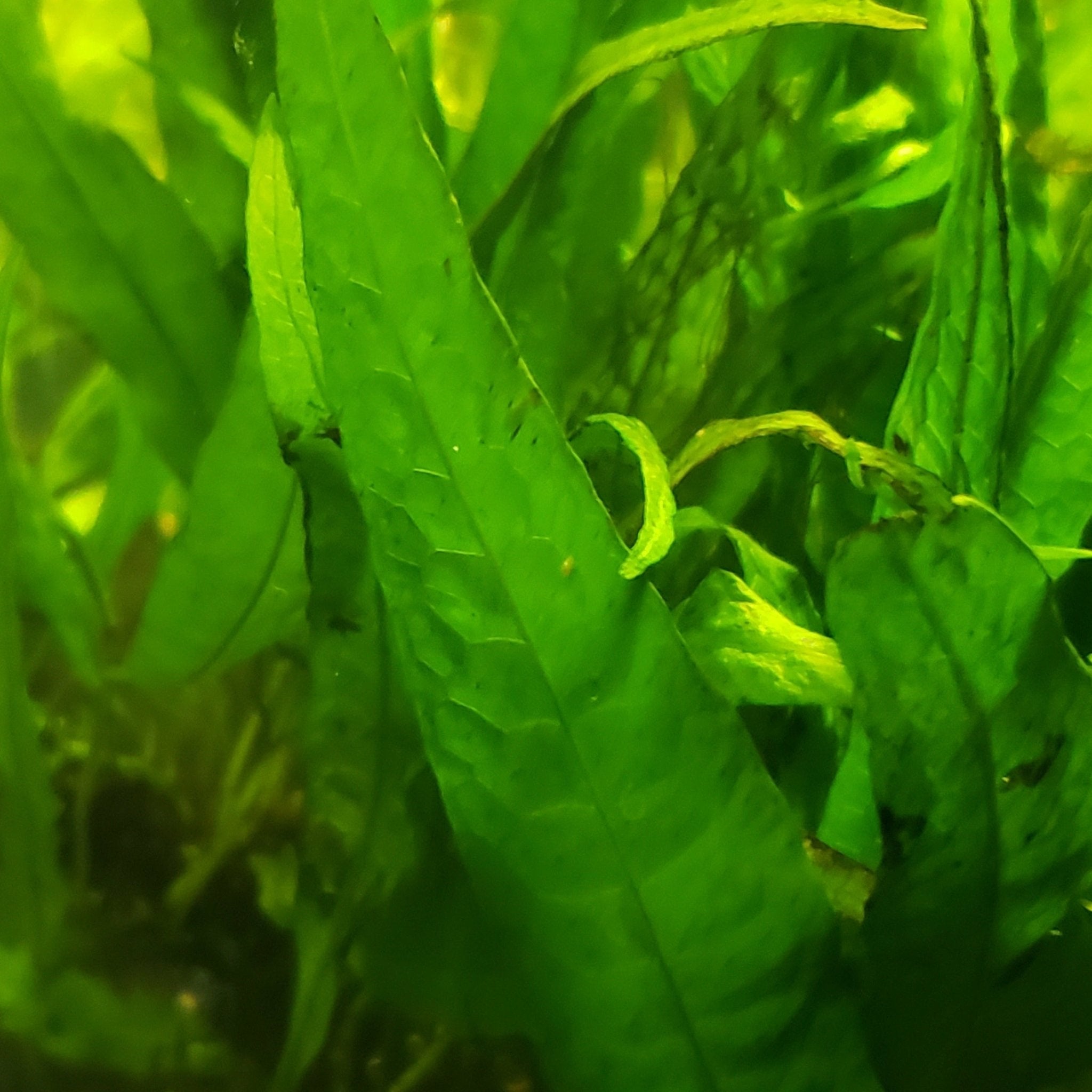 Narrow leaf java fern - Canada Guppies