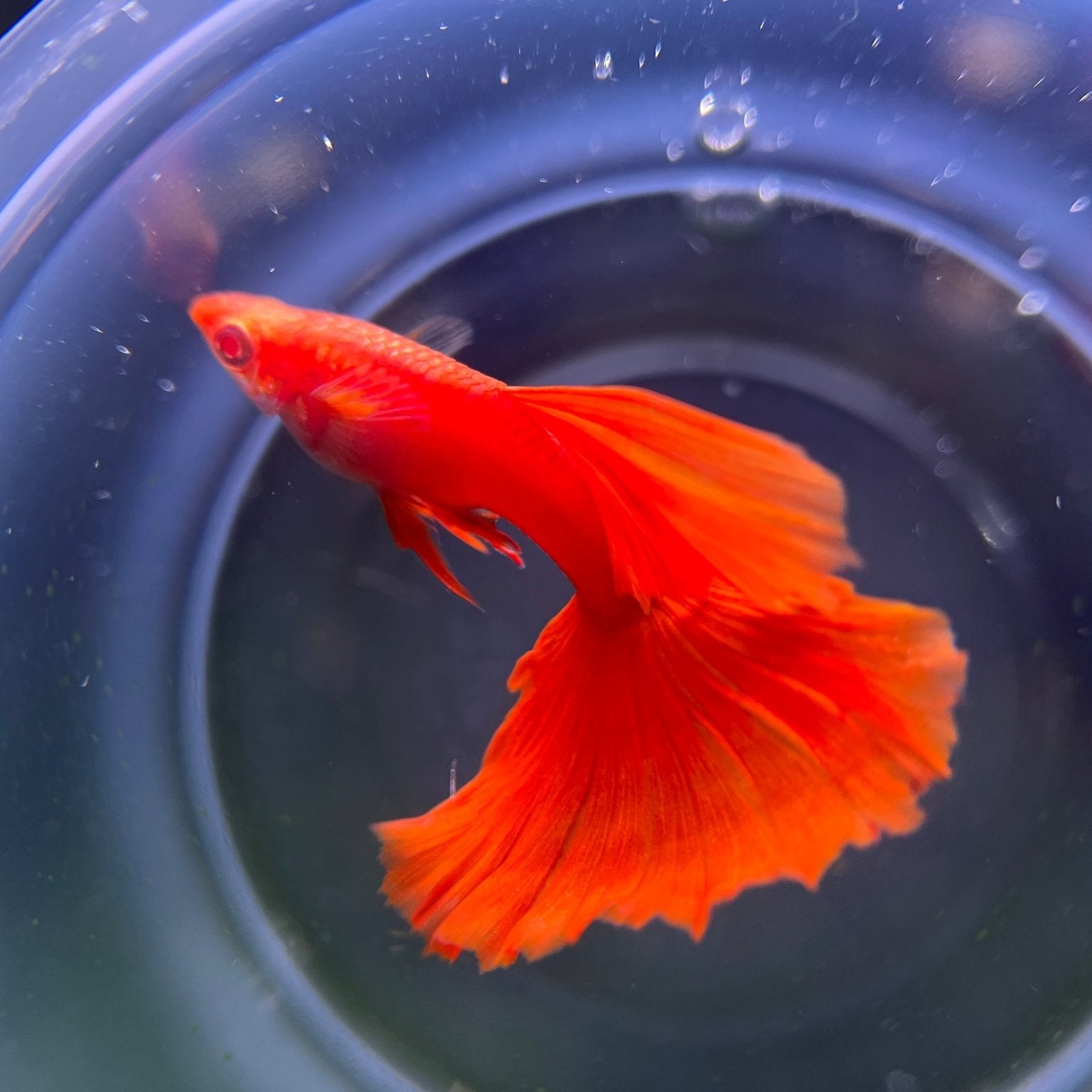 Supreme Full Red Albino