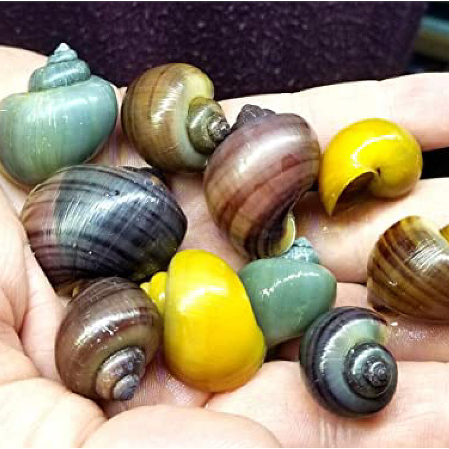 Shell Troubles: Common Issues and Solutions in Mystery Snail Care