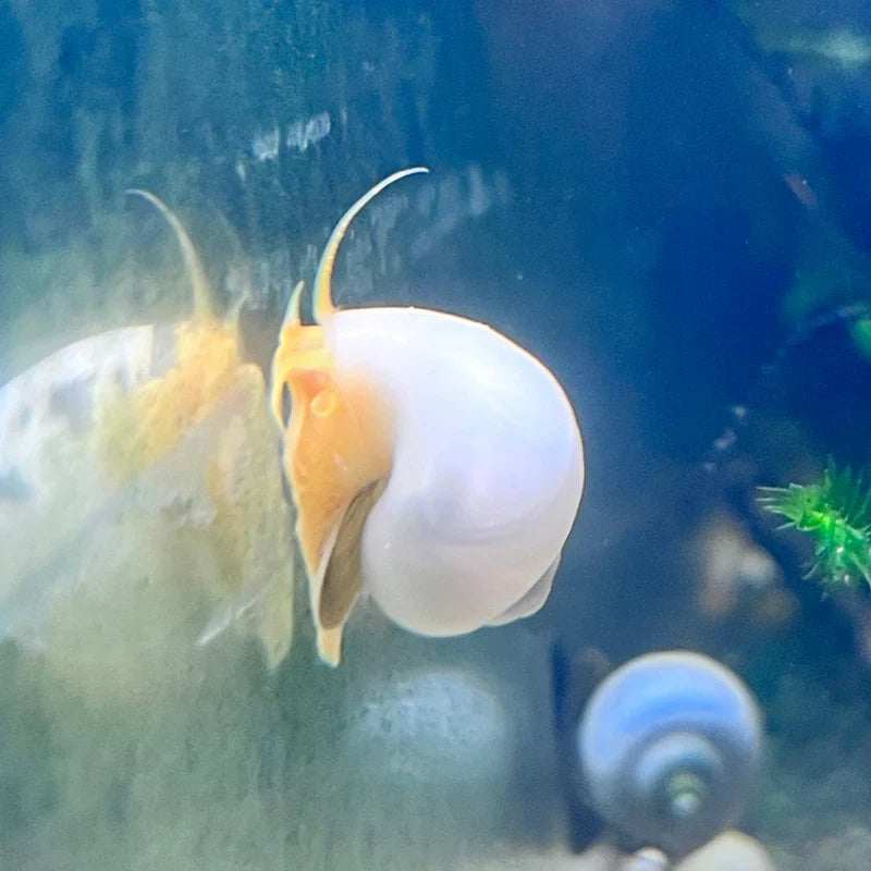 Things that You Need to Know Before You Buy Mystery Snails Online