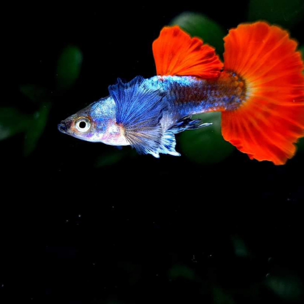 Platinum Dumbo Red Tail Guppy (Poecilia reticulata Platinum Dumbo Red Tail Guppy (Poecilia reticulata