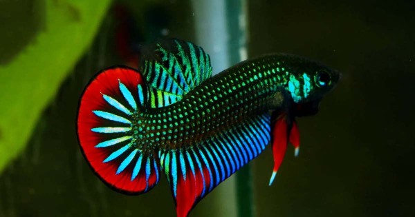 How to Choose Healthy Fancy Betta Fish Online in Canada