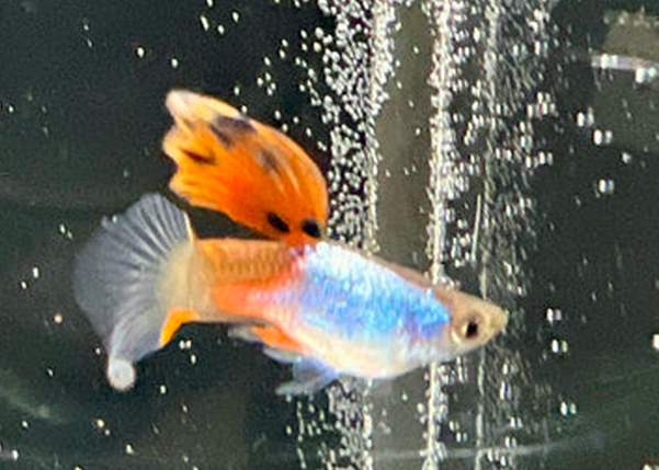 What Should You Know Before Buying Guppy Fish Online in Quebec