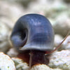 About Blue Ramshorn Snails