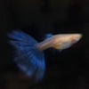 About Blue Topaz Guppies