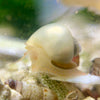 Unraveling the Enigma of Mystery Snail Breeding