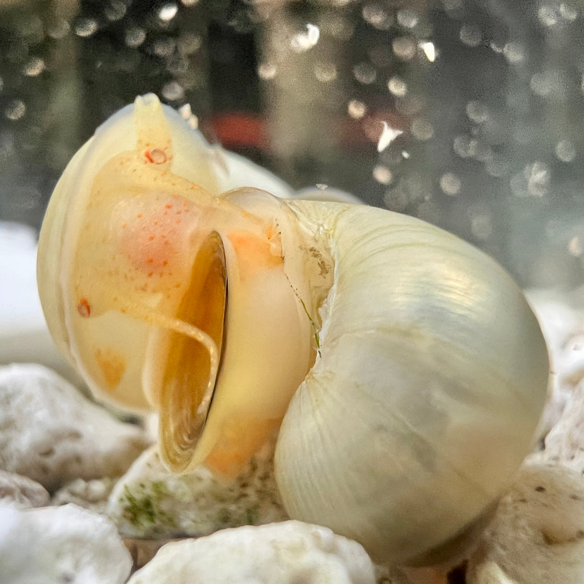 The Unexpected Benefits of Keeping Mystery Snails in Planted Tanks