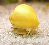 How Many Mystery Snails Can You Have in a 10 Gallon Aquarium?