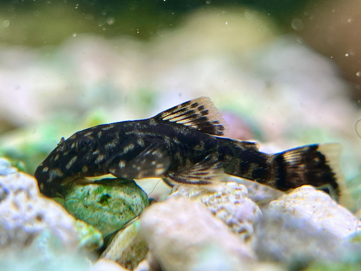 Shell Troubles: Common Issues and Solutions in Mystery Snail Care