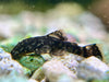 Why Bristlenose Plecos are Great for Any Aquarium