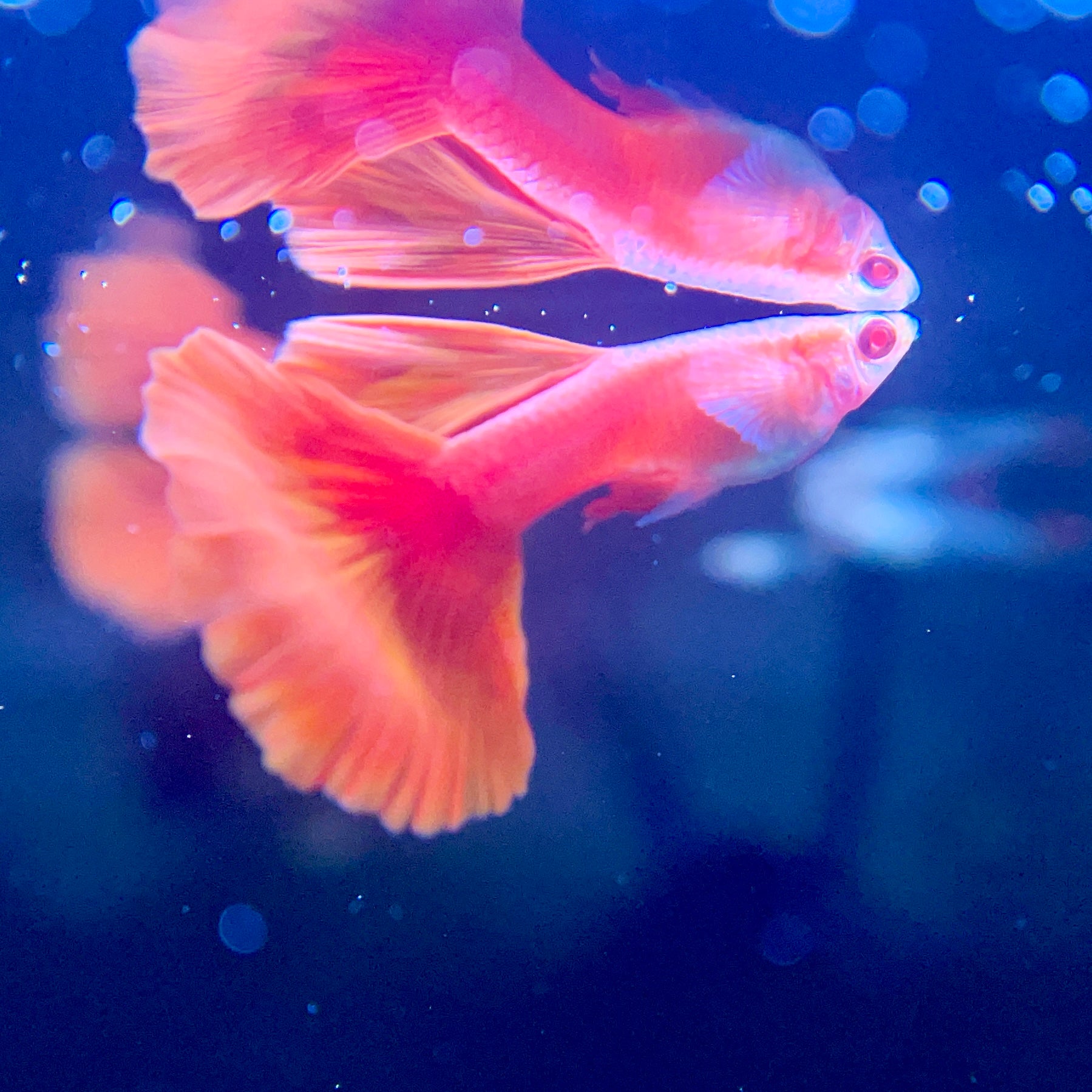 Maintaining Show-Quality Guppy Lines: Breeding Strategies