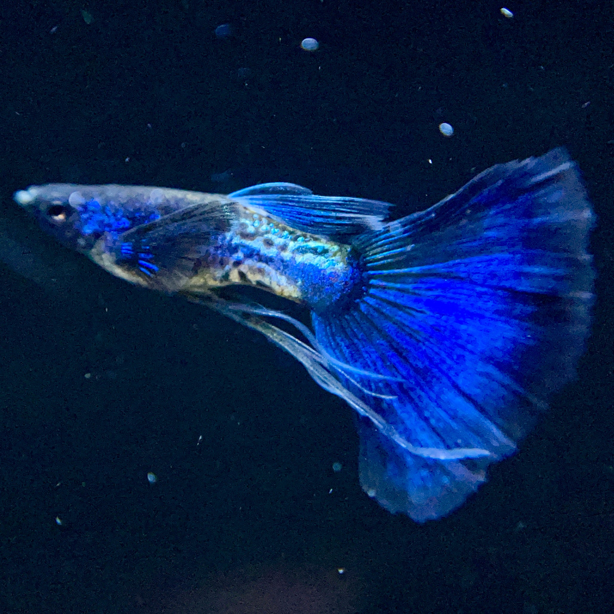 About Blue Tail Metallic Snakeskin Guppies