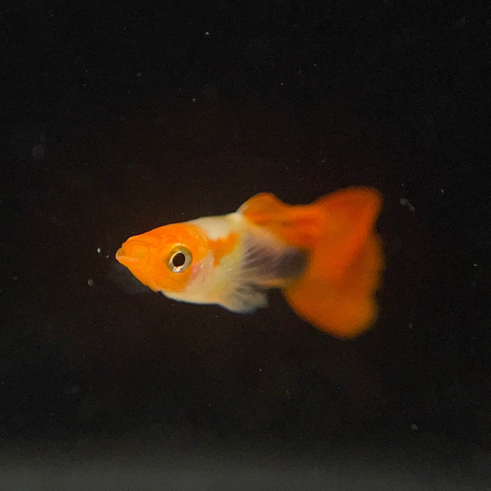 A Guide to Koi Guppies: The Jewel of the Aquarium