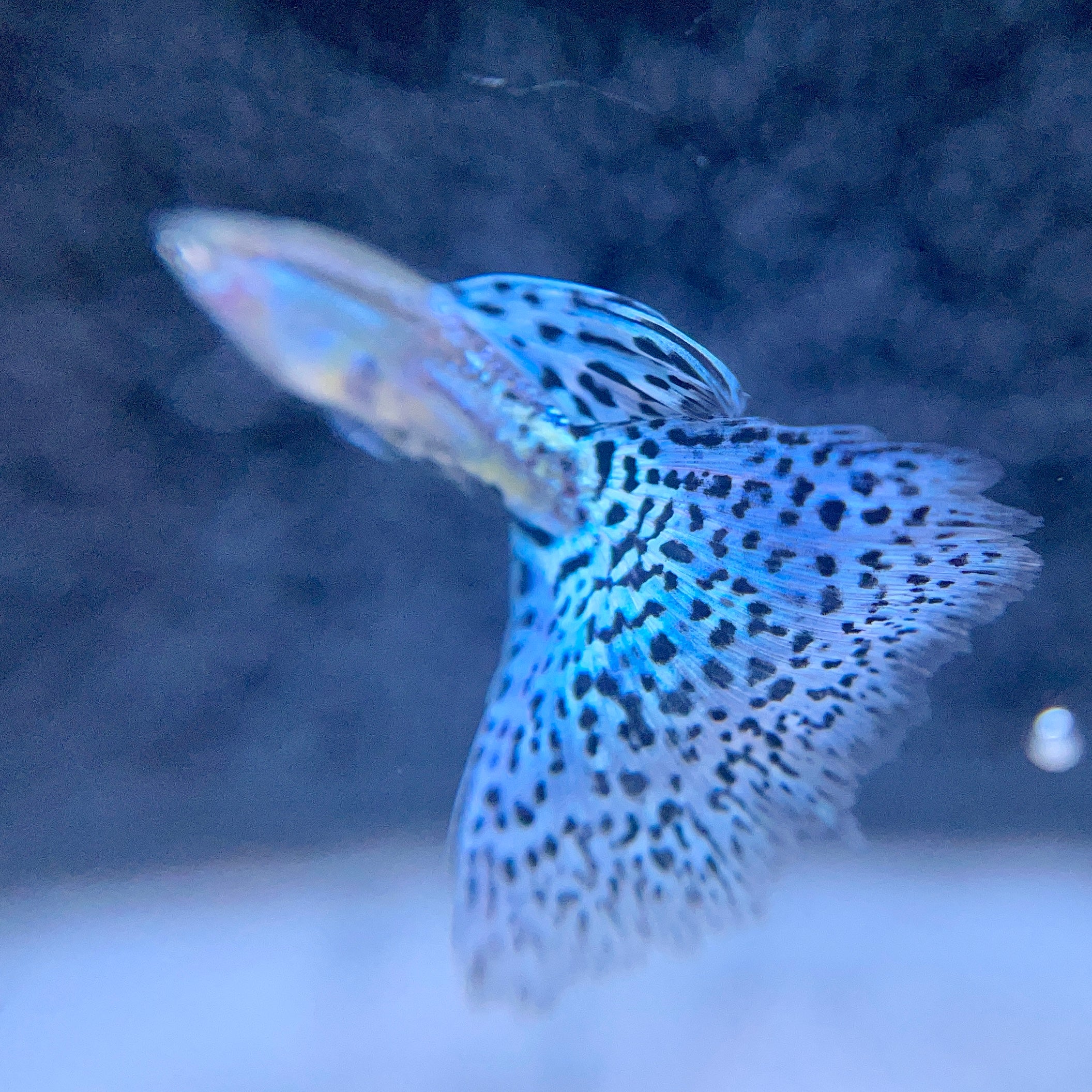 Blue Grass Guppies: A Vibrant Addition to Your Aquarium