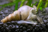 How Malaysian Trumpet Snails Help Your Aquarium Substrate