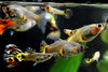 An Introduction to Guppies - Canada Guppies