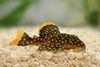 Explore Pleco Care And Why They Are The Best Aquarium Algae Eaters! - Canada Guppies