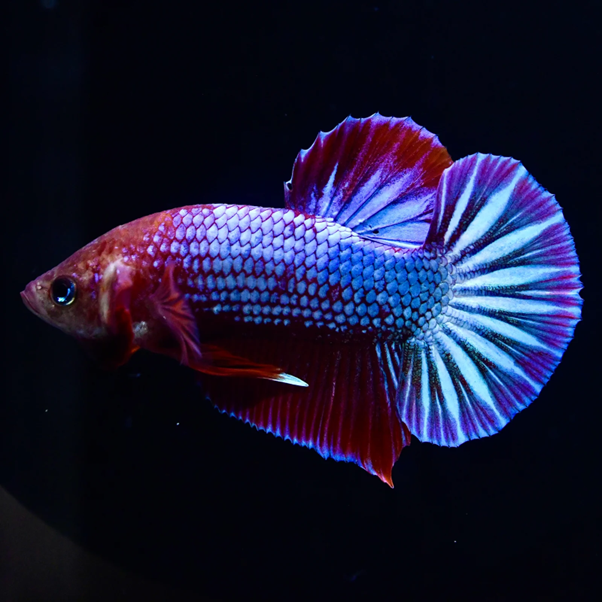 What Should You Know Before Choosing Freshwater Fish for an Aquarium in Canada?