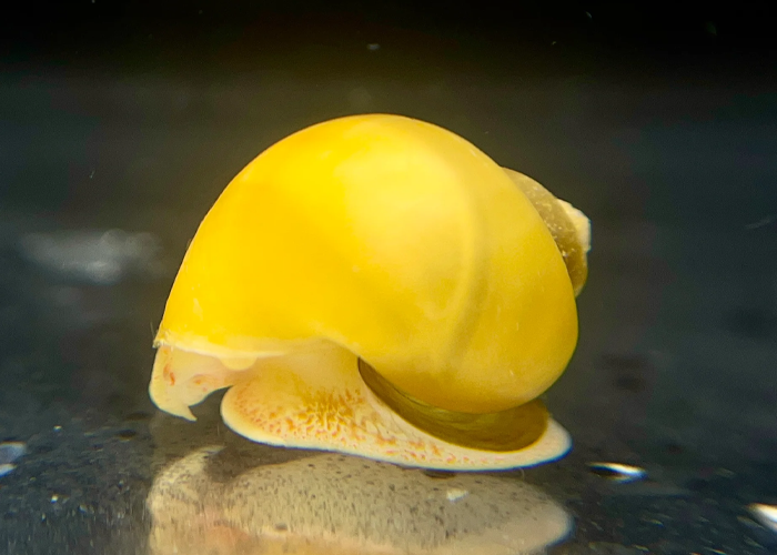 Why Do Your Aquariums Need the Right Snails and Guppies?