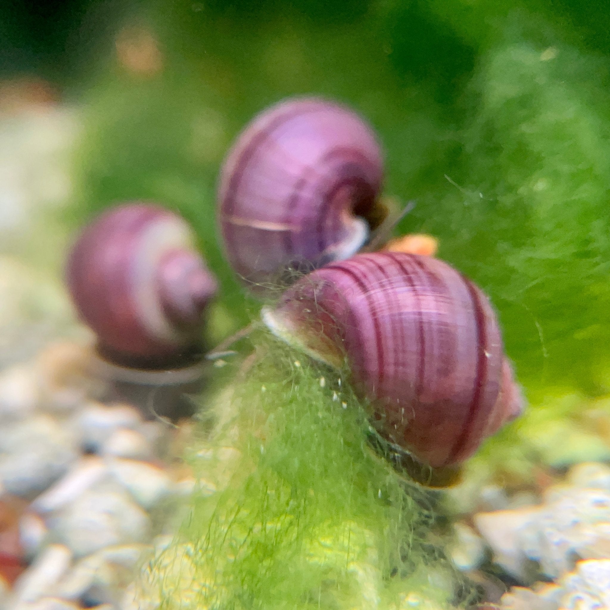 How to Breed Mystery Snails: Tips and Tricks! - Canada Guppies
