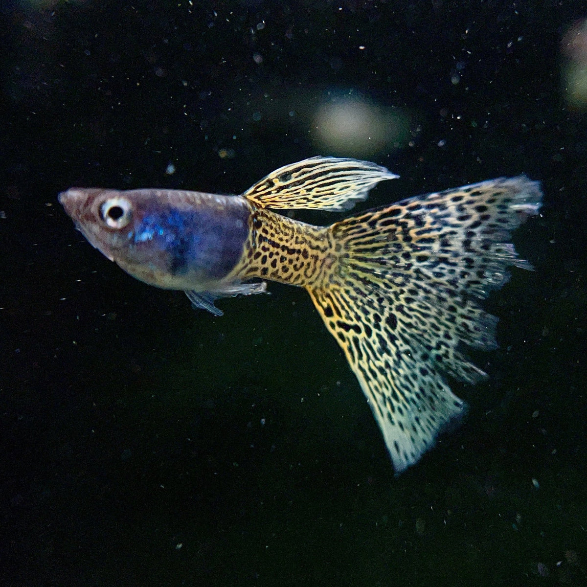 How To Breed Show Quality Guppies?